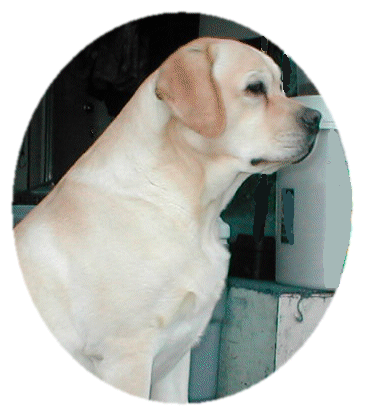 photo of Poker, yellow Lab