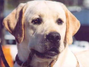 photo of Shug, yellow Lab